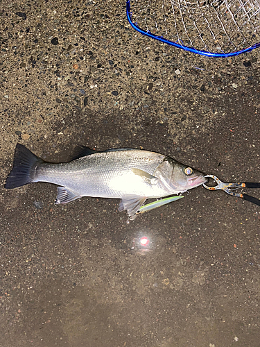 ヒラスズキの釣果