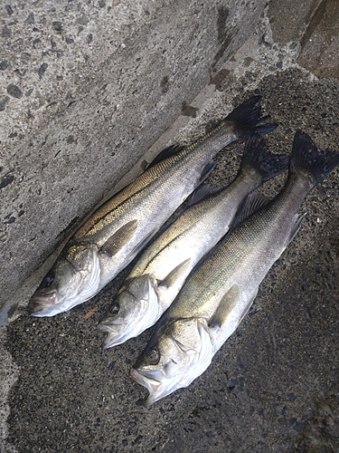 シーバスの釣果