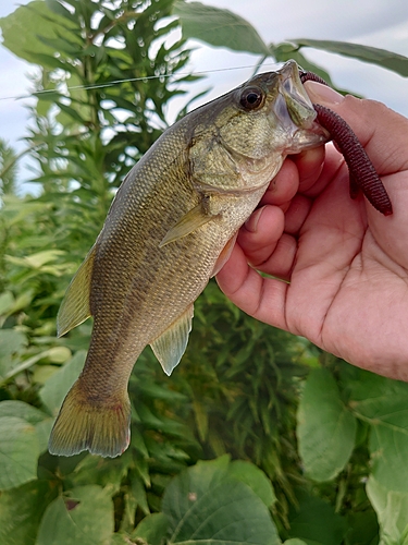 ブラックバスの釣果