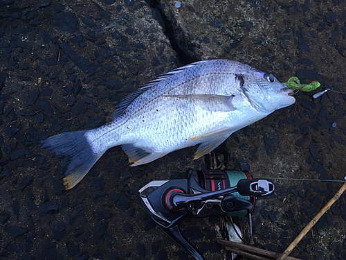 キビレの釣果