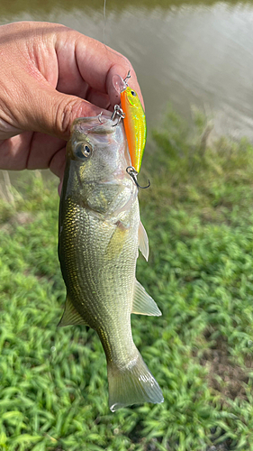 ナマズの釣果