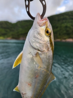 シオの釣果