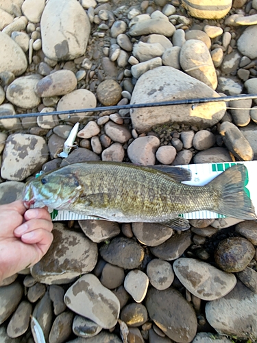 スモールマウスバスの釣果