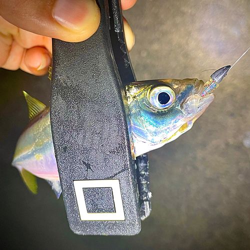 マアジの釣果