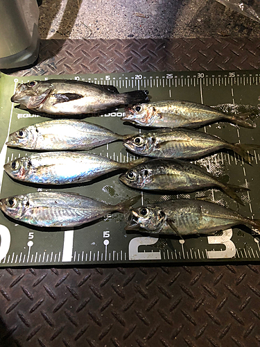 アジの釣果