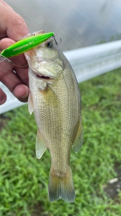 ブラックバスの釣果