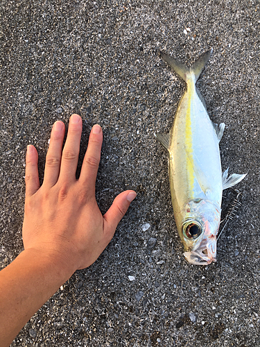 メアジの釣果