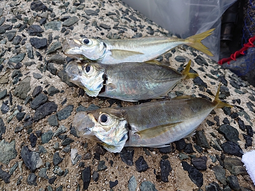 タチウオの釣果