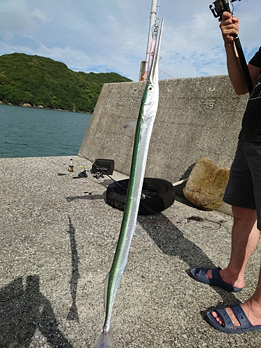 ダツの釣果