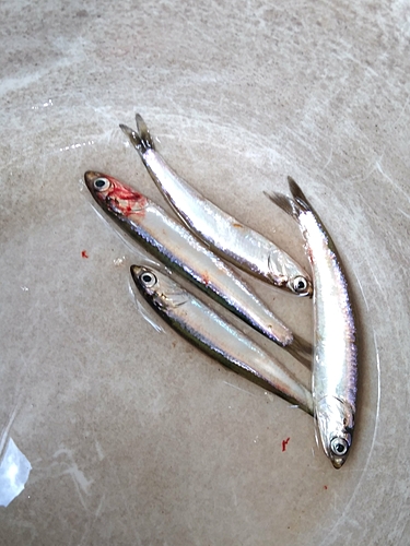 カタクチイワシの釣果