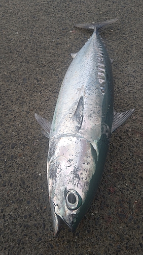 ソウダガツオの釣果