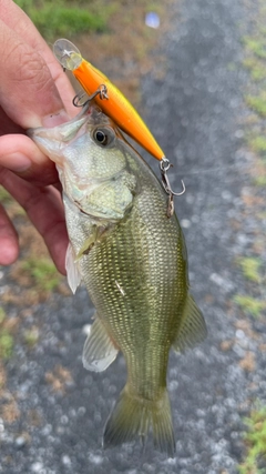 ブラックバスの釣果