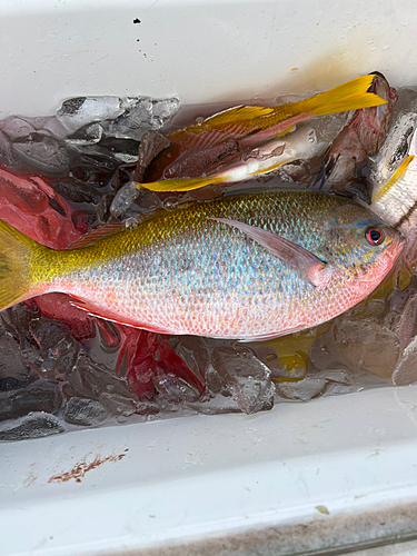 ウメイロモドキの釣果