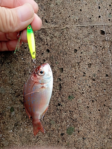 チャリコの釣果