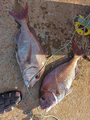 マダイの釣果