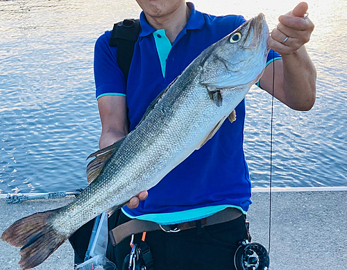 スズキの釣果