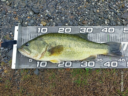 ブラックバスの釣果