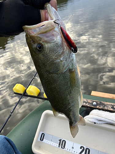 ブラックバスの釣果