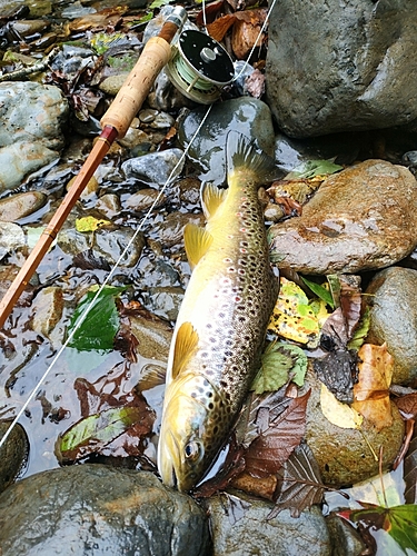 ブラウントラウトの釣果