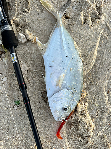 オニヒラアジの釣果