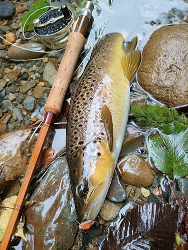 ブラウントラウトの釣果