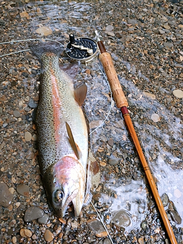 ニジマスの釣果