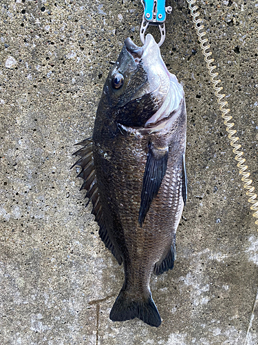 チヌの釣果