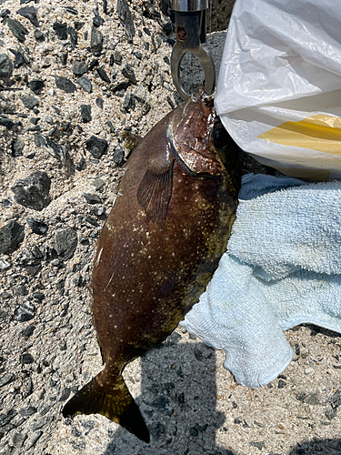 バリの釣果