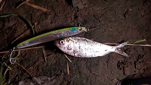 コノシロの釣果