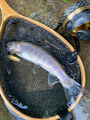 イワナの釣果