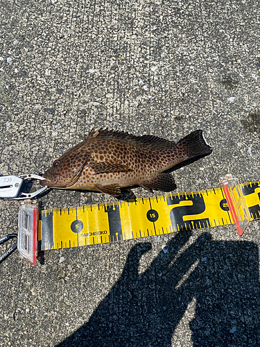 オオモンハタの釣果