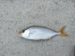 ショゴの釣果