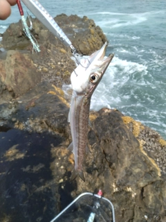 カマスの釣果