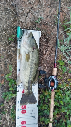 ブラックバスの釣果