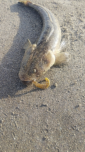 マゴチの釣果