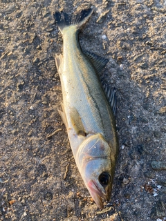 セイゴ（マルスズキ）の釣果