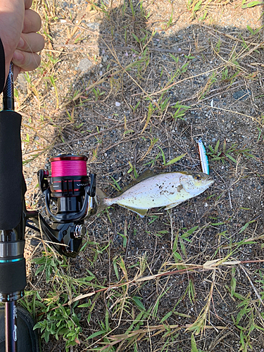 ショゴの釣果