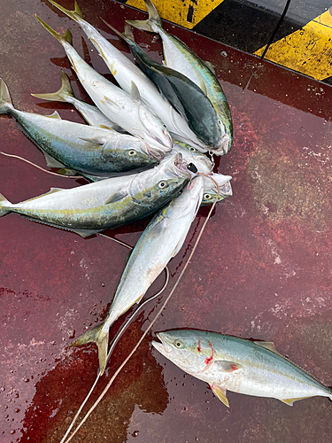 イナダの釣果