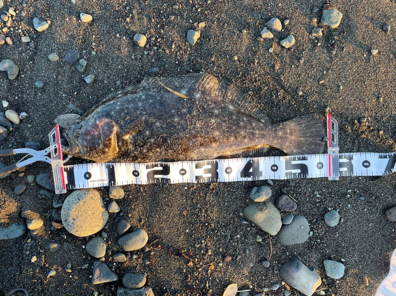 ヒラメ