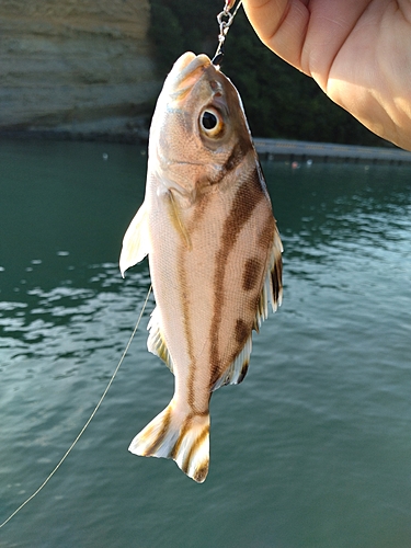 コトヒキの釣果