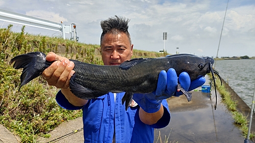 アメリカナマズの釣果