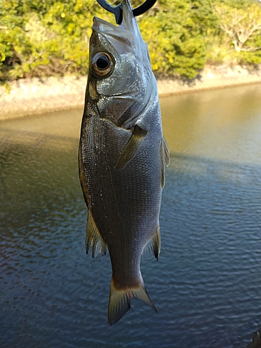 ヒラスズキの釣果