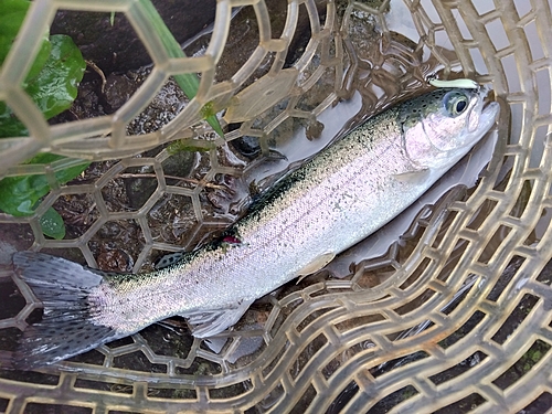 ニジマスの釣果