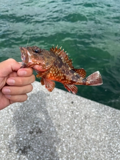 カサゴの釣果