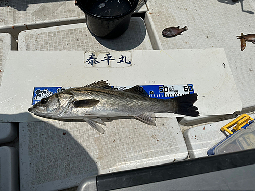 スズキの釣果