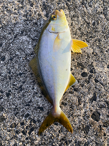 ショゴの釣果