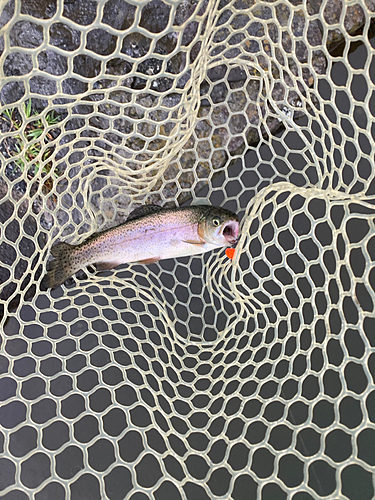 ニジマスの釣果