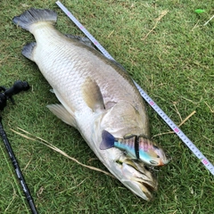 バラマンディの釣果