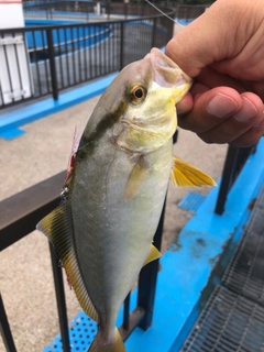 カンパチの釣果