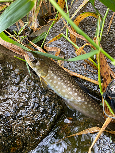 アメマスの釣果